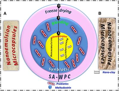 Stirred Yogurt as a Delivery Matrix for Freeze-Dried Microcapsules of Synbiotic EVOO Nanoemulsion and Nanocomposite